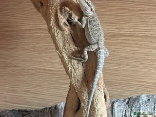 Bearded Dragon reptiles 3 month old Bearder Dragon - Advert 2