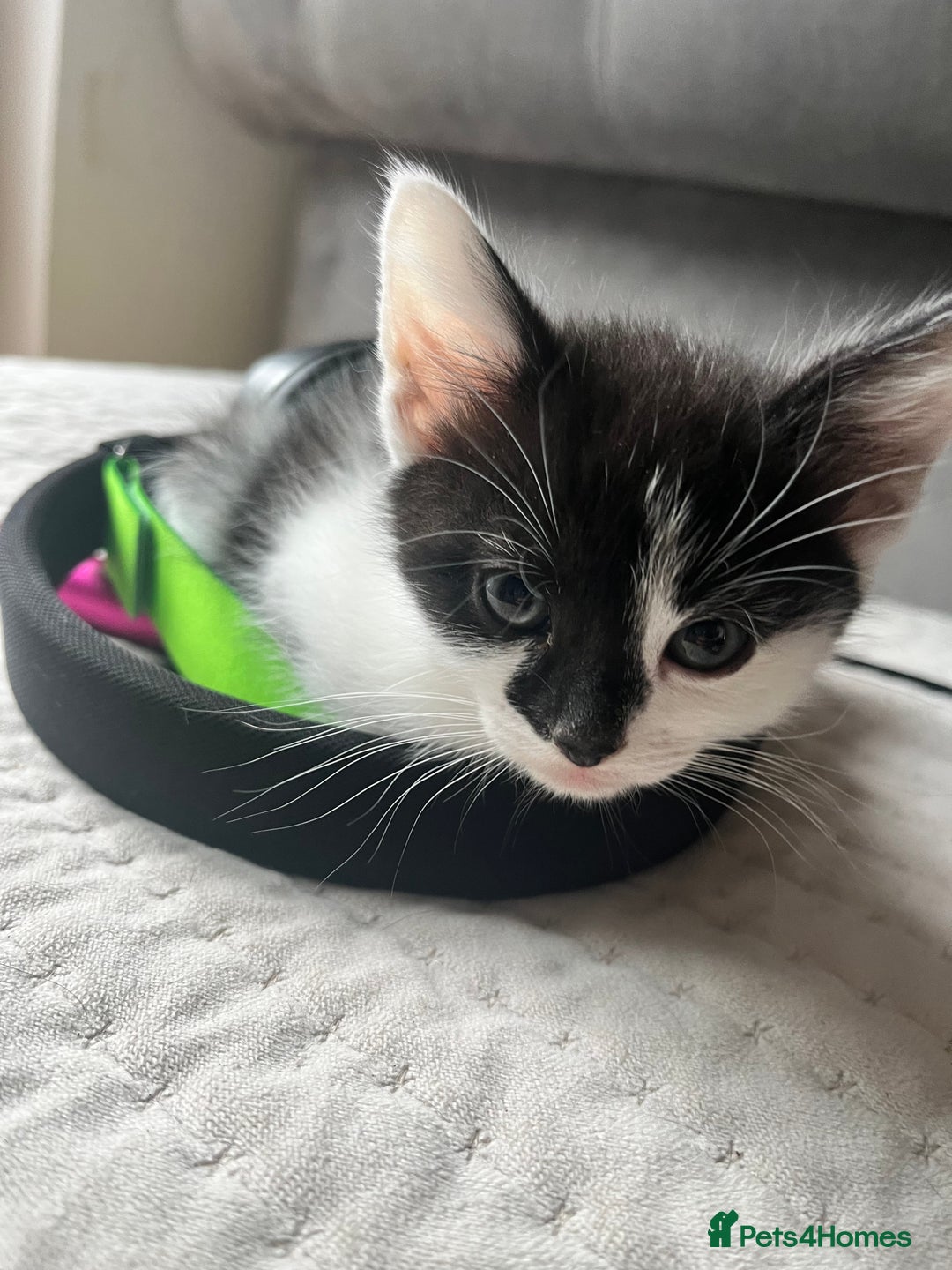 Domestic Shorthair cats for sale: Beautiful litter of kittens for sale - Image 16