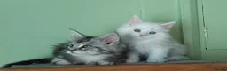 Maine Coon cats for sale: Pure Maine Coons Kittens For Sale - Advert 3