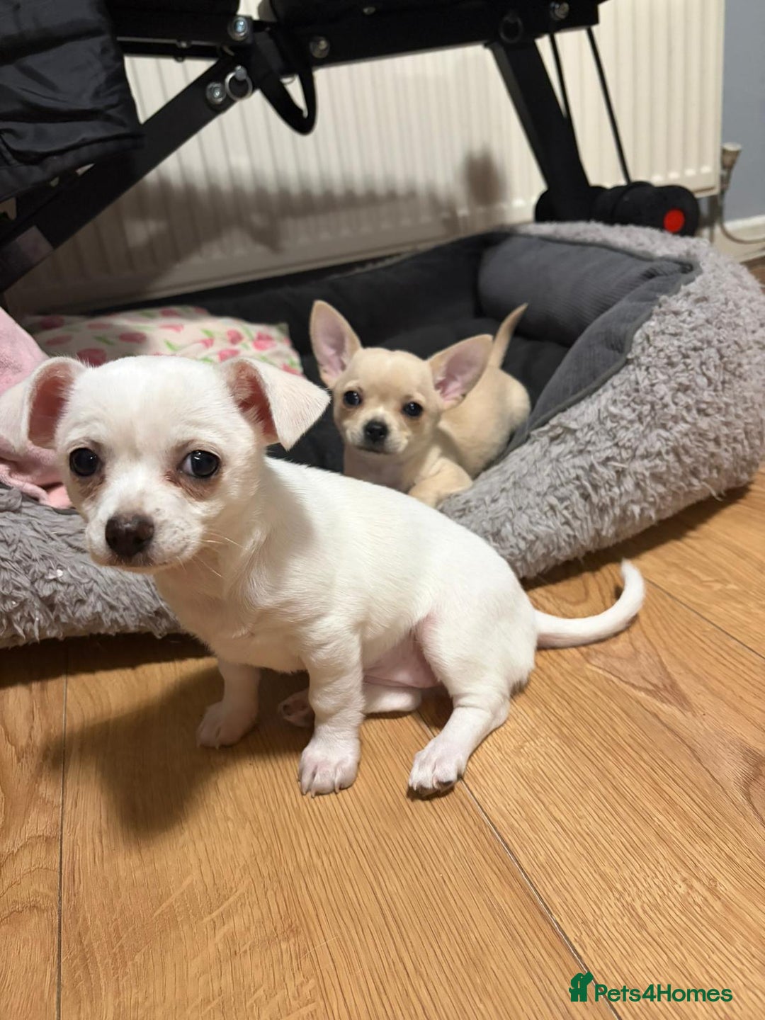 Chihuahua dogs for sale: Cute chihuahua girls - Advert 2