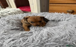 Mixed Breed dogs for sale: Jack Russel x Lucas Terrier Puppies - Image 11