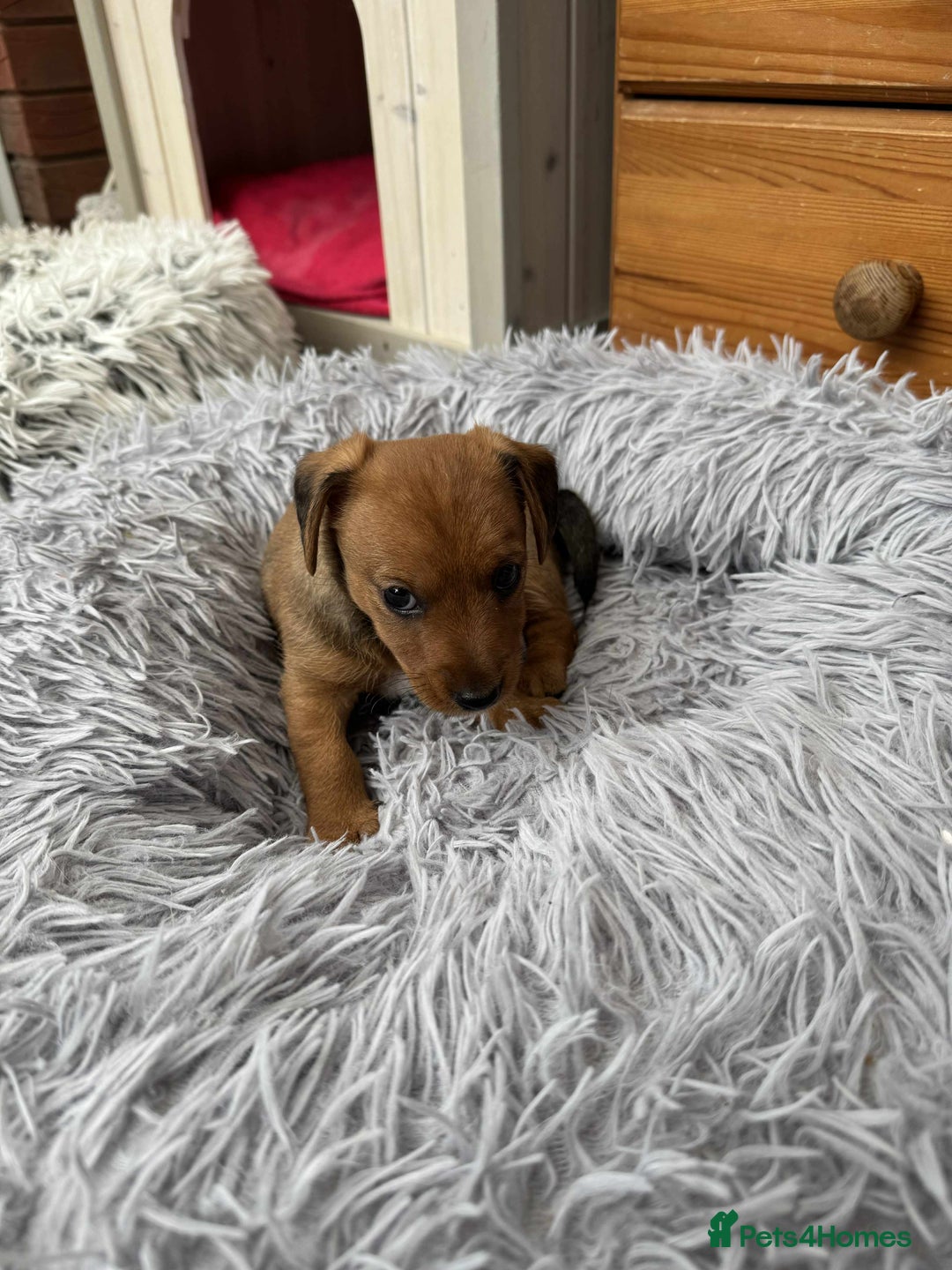 Mixed Breed dogs for sale: Jack Russel x Lucas Terrier Puppies - Image 11