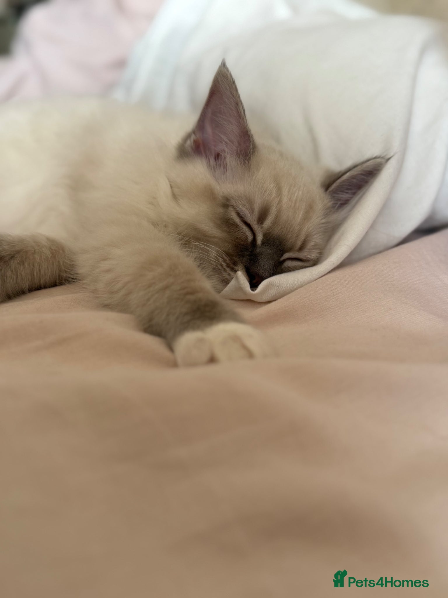 Ragdoll cats Beautiful boy  - Advert 1