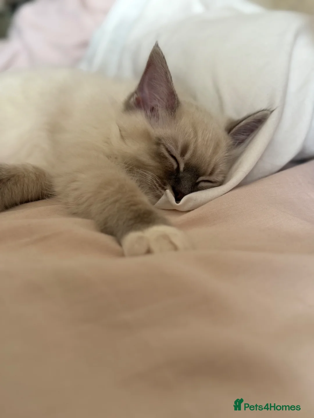 Ragdoll cats for sale: Reserved Mitted blue Lynx 1 left stunning kitten  - Advert 2