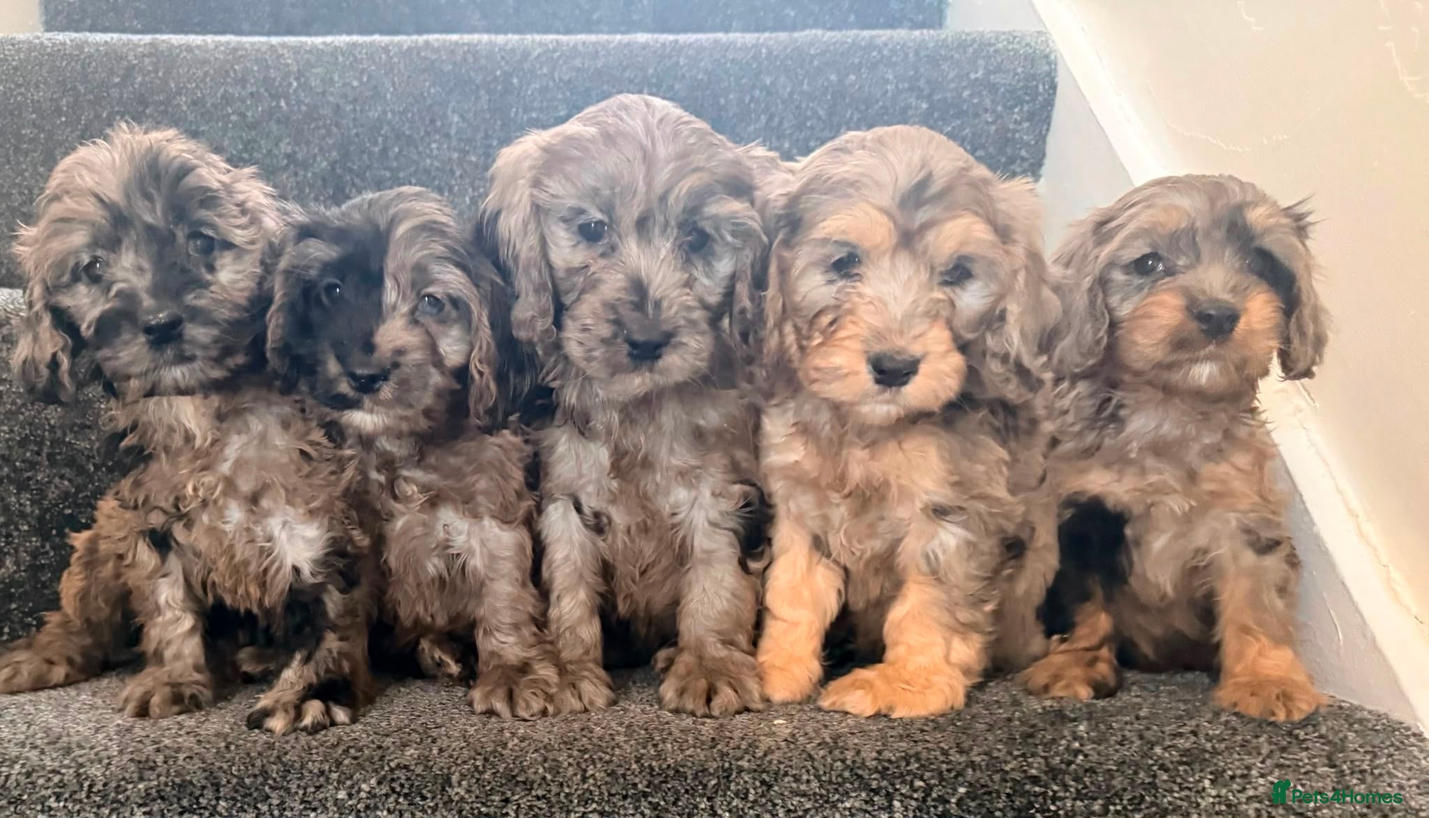 Cockapoo dogs for sale: Beautiful puppies - Advert 4