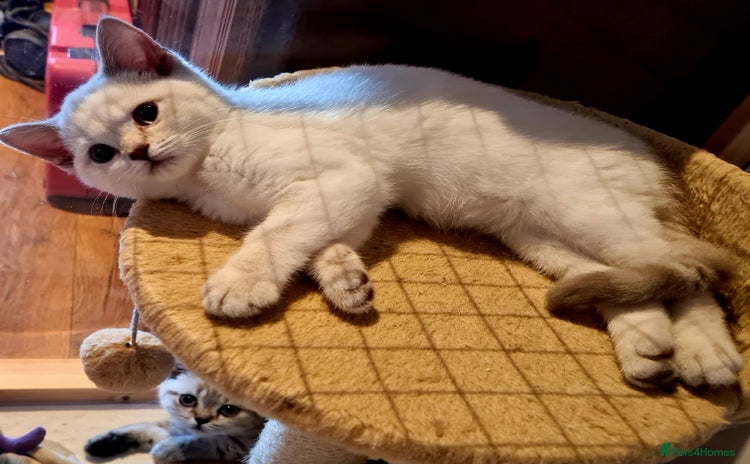 British Shorthair cats - Advert 11