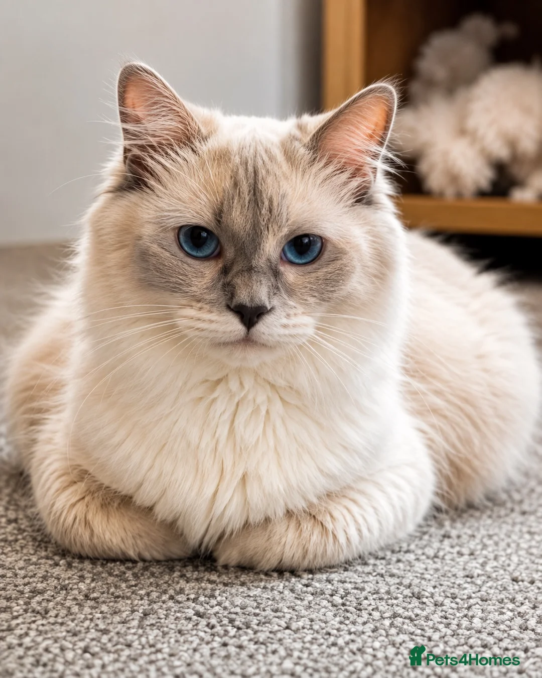 Ragdoll cats for sale:     GCCF pedigree  Cream Ragdoll Boy – Ready Now! - Advert 8