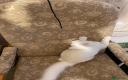 Siberian cats for sale: Siberian Male Kitten for Sale in London - Image 2