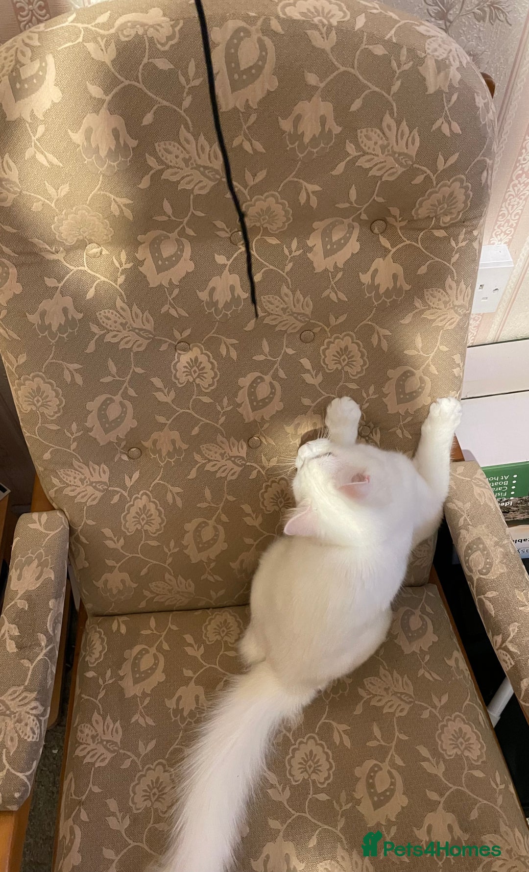 Siberian cats for sale: Siberian Male Kitten for Sale in London - Image 2