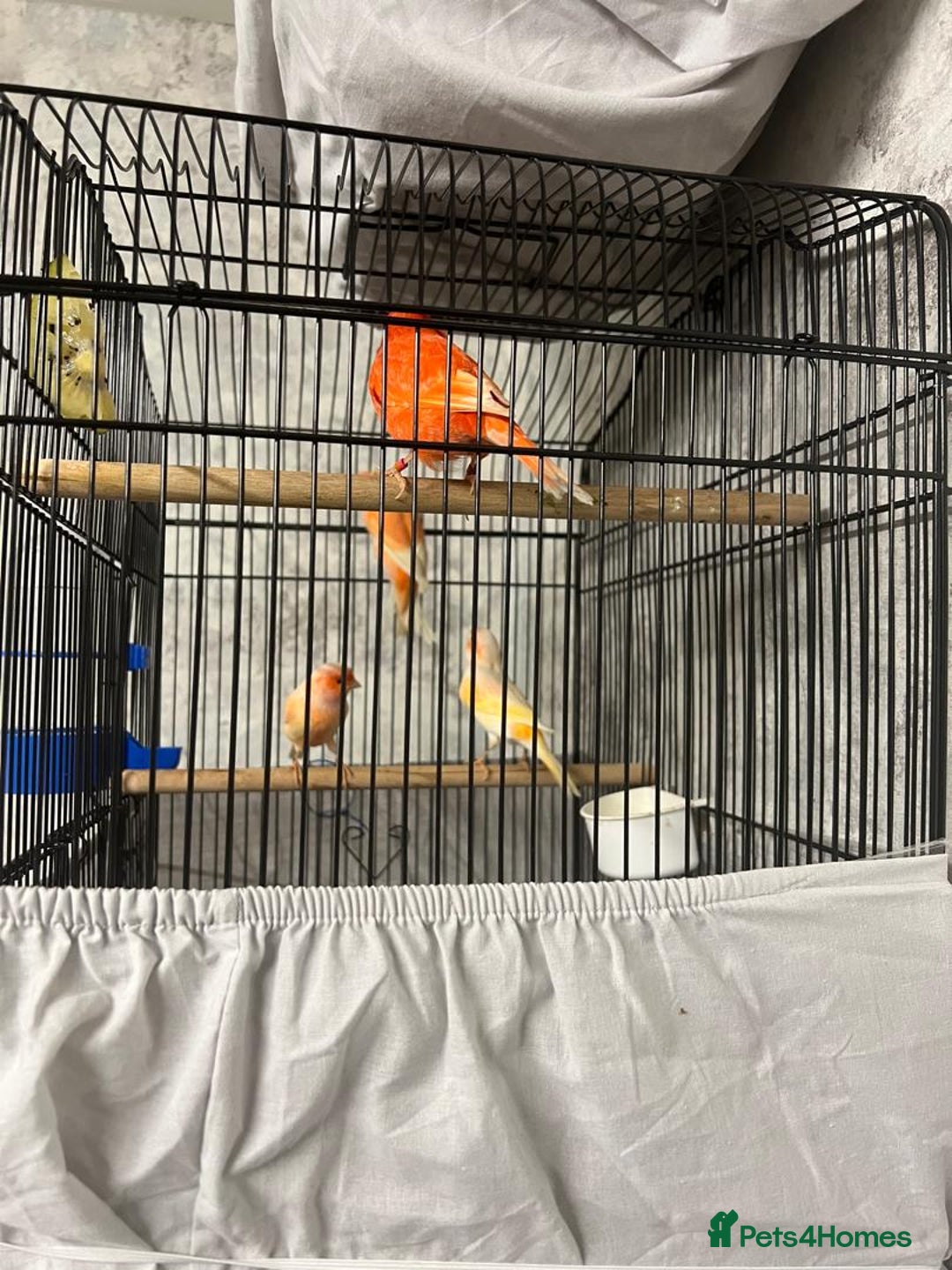 Mixed Breed birds for sale: Canaries - Advert 2