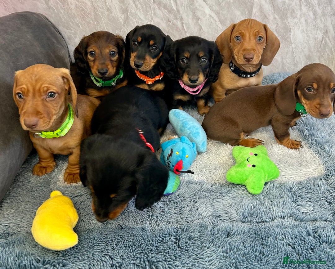 Miniature Dachshund dogs for sale: Miniature dachshund puppies  - Image 23