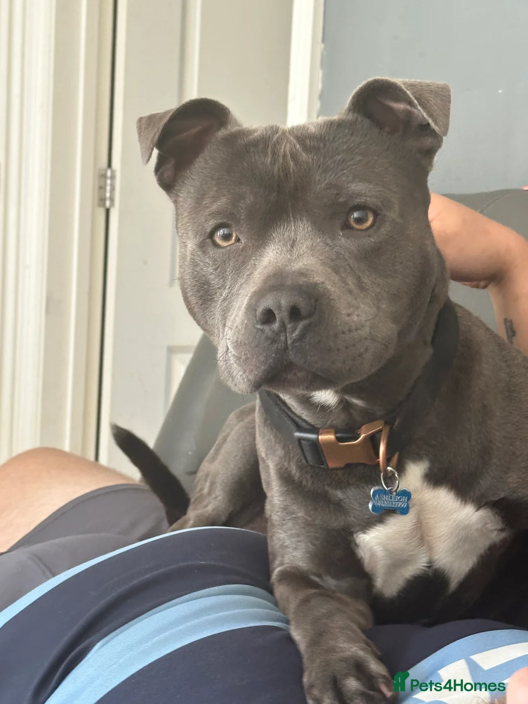 Staffordshire Bull Terrier dogs for stud: Blue Staffordshire Bull Terrier For Stud  - Advert 2