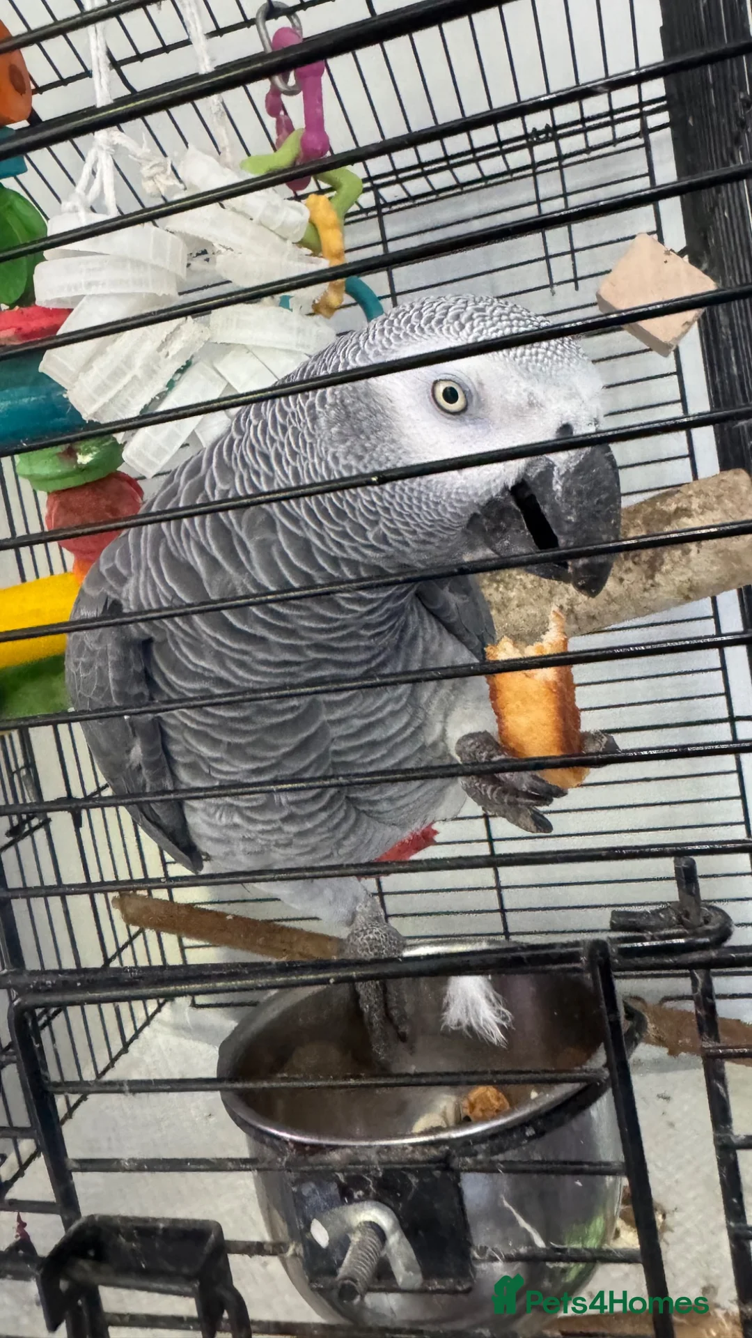 Parrots birds for sale: African grey parrot in Hull - Advert 2