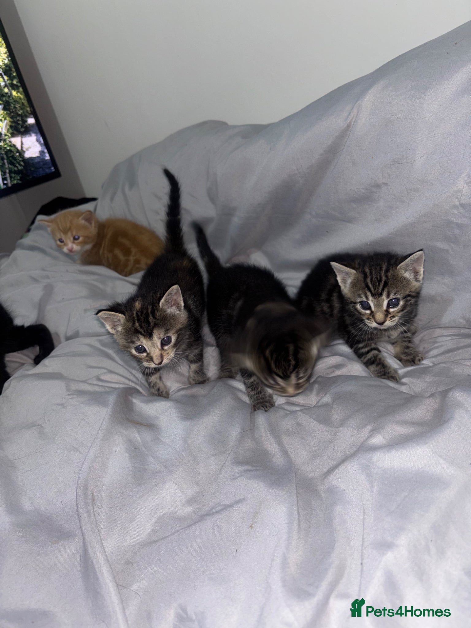 Mixed Breed cats for sale: 5 Beautiful Tabby Mixed Kittens  - Advert 1
