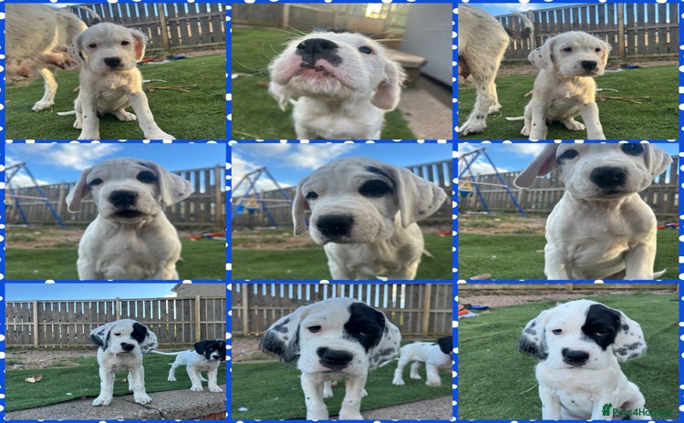 Mixed Breed dogs - Advert 1