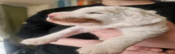 Cockapoo dogs for sale: 4 beautiful F2 cockapoo puppies for sale - Advert 12