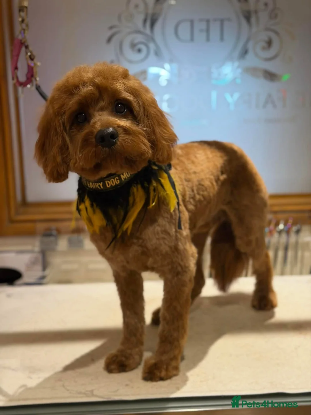 Cavapoo dogs for stud: F1 Cavapoo stud dog - Advert 2