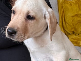 Labrador Retriever dogs ❤️❤️beautiful Labs ❤️READY TO GO NOW !! - Advert 13