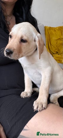 Labrador Retriever dogs - Advert 2