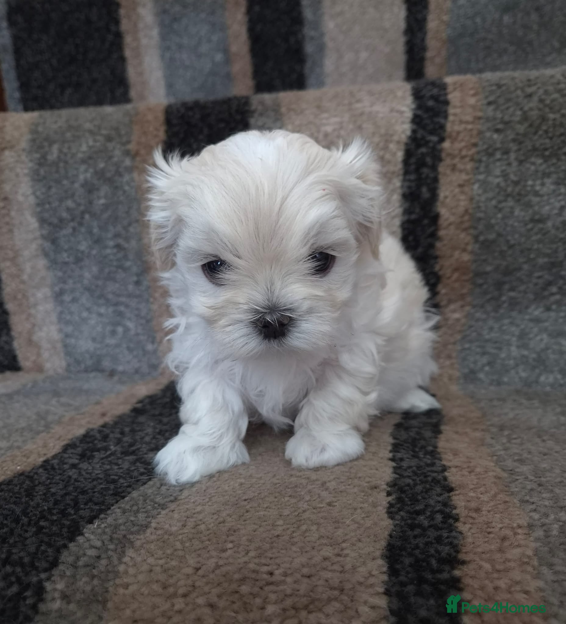 Maltipoo dogs ⭐️TINY KOREAN MALTIPOO PUPPIES⭐️ - Advert 2