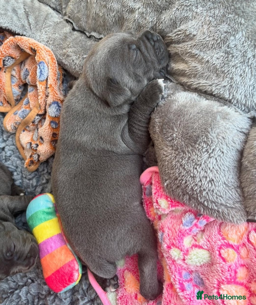 Staffordshire Bull Terrier dogs for sale: Staffordshire bull terrier puppies  - Advert 5