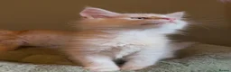 Maine Coon cats for sale: Maine coon kittens READY NOW in Dorking - Advert 14