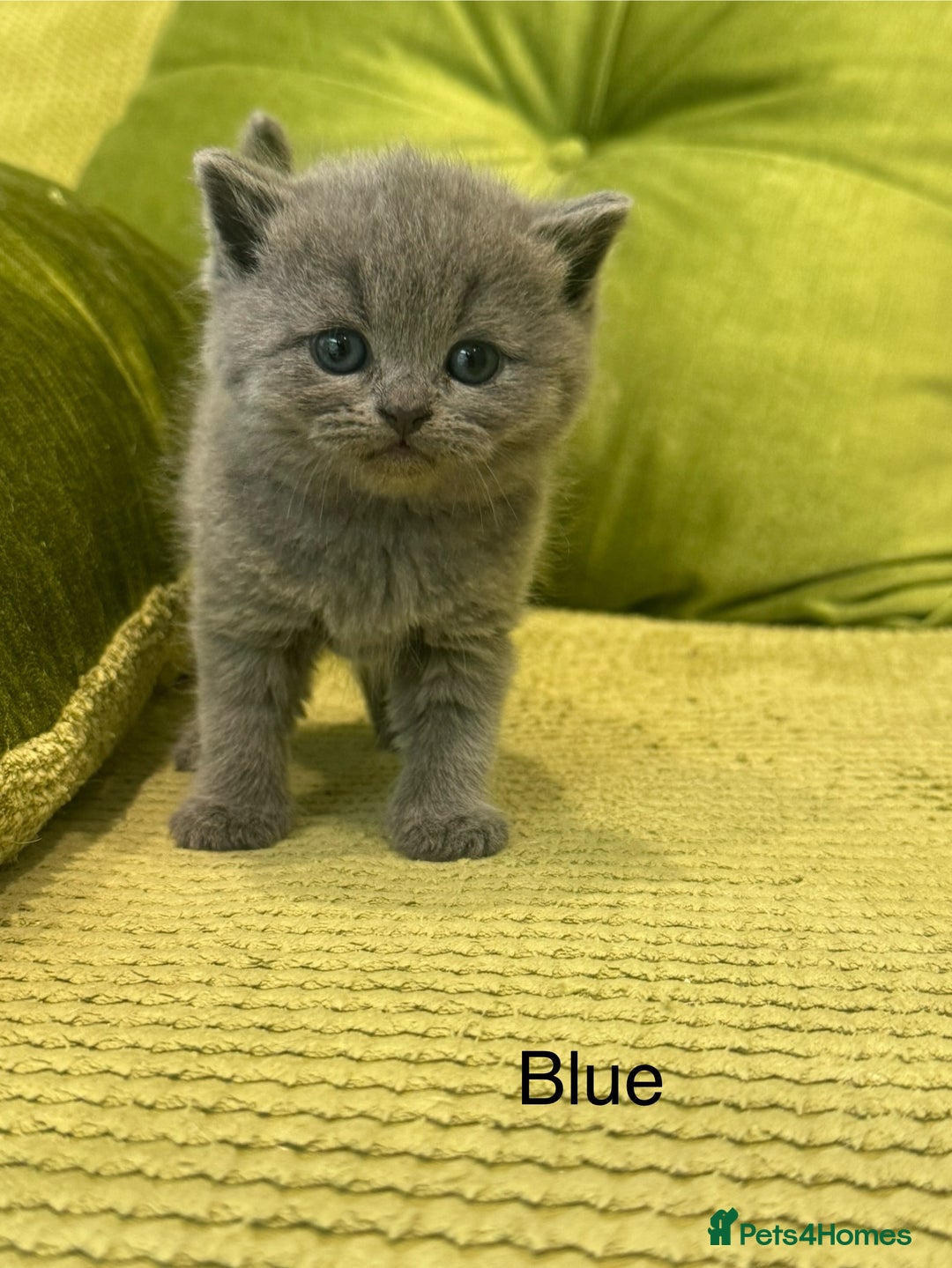 British Shorthair cats for sale: British short hair / Scottish striaght  - Image 21