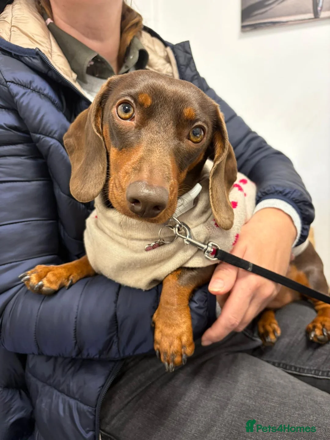 Miniature Dachshund dogs for sale: Minature Dachshund Puppy in Billingham - Advert 2