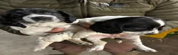 English Springer Spaniel dogs for sale: Chunky English Springer Spaniel Pups  - Advert 17