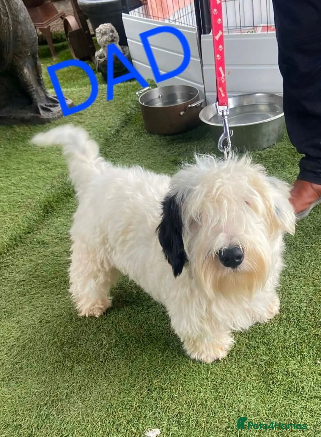Sealyham Terrier dogs for sale: 🐕🐕 4 adorable sealyham terrier puppies 🐕🐕 - Advert 12