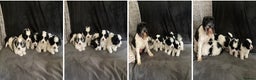 Maltese dogs for stud: Stunning Maltese at Stud - NOT FOR SALE in Coventry - Advert 8