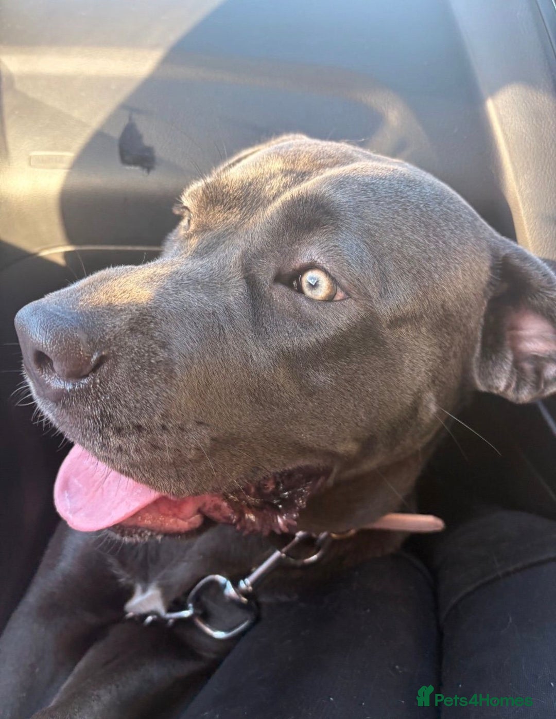 Cane Corso dogs for sale: 9 month old cane corso - Advert 11