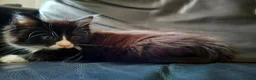Mixed Breed cats for sale: Kitten Girl  - Advert 10