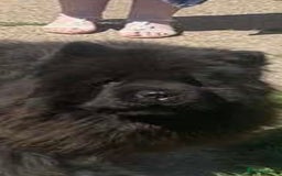 Chow Chow dogs for sale: Chow chow bitch  - Image 8