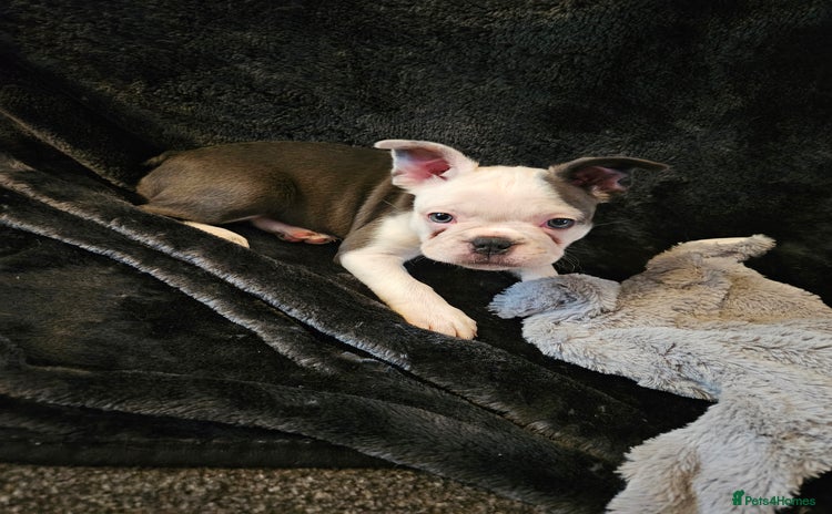 Mixed Breed dogs - Advert 5