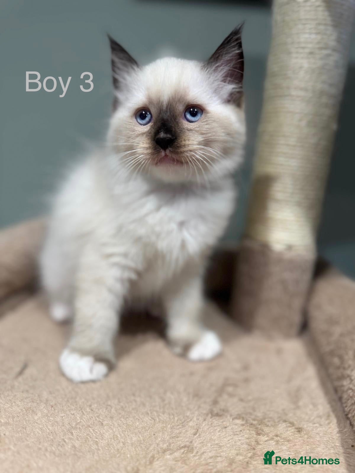 Ragdoll cats Beautiful purebred ragdoll kittens, 1 boy left  - Advert 2