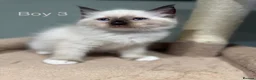 Ragdoll cats for sale: Beautiful purebred ragdoll kittens in Doncaster - Advert 25