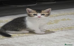 British Shorthair cats for sale: British short hiar - Image 7