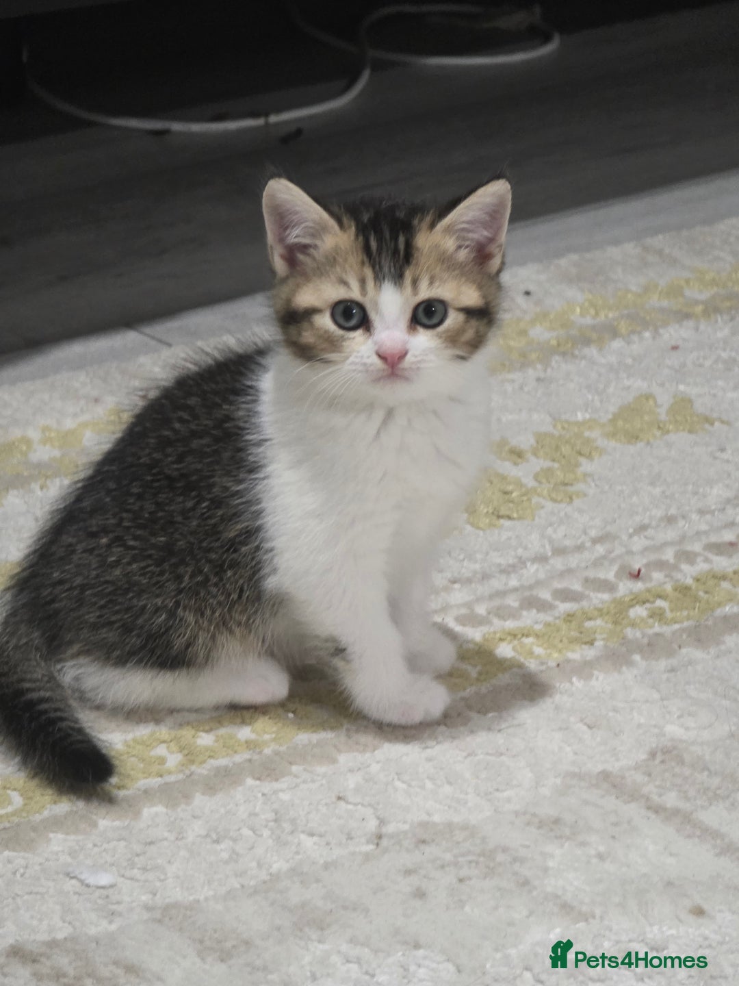 British Shorthair cats for sale: British short hiar - Image 7