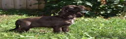 Cocker Spaniel dogs for sale: Ready Now Kc Reg Show Type Cocker Spaniel  - Advert 11