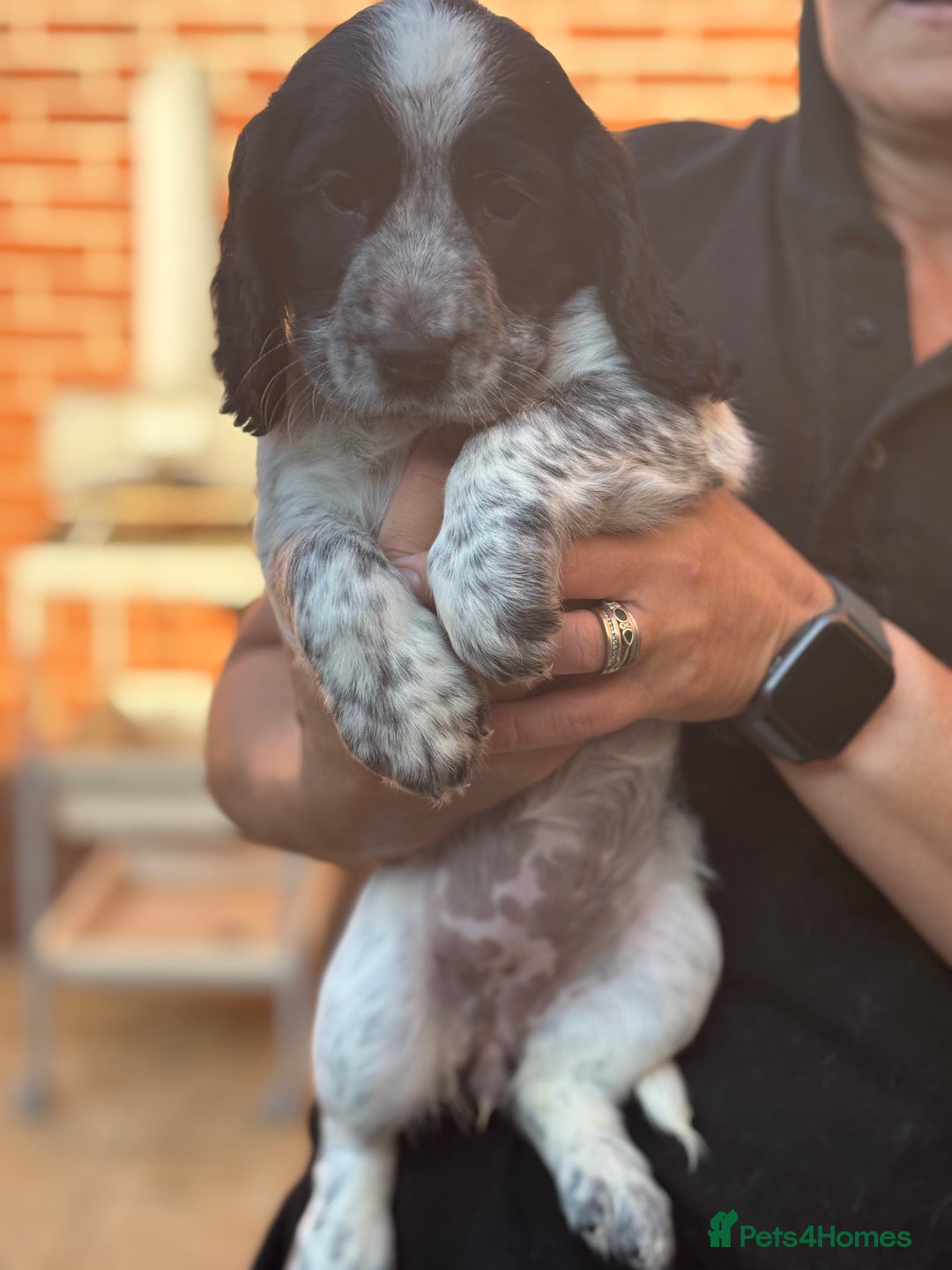 Cocker Spaniel dogs for sale: Exceptional Working Cocker Spaniel Pups–Ready Now! - Image 6