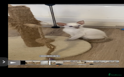 Siamese cats for sale:  Lilac point boy  - Image 11