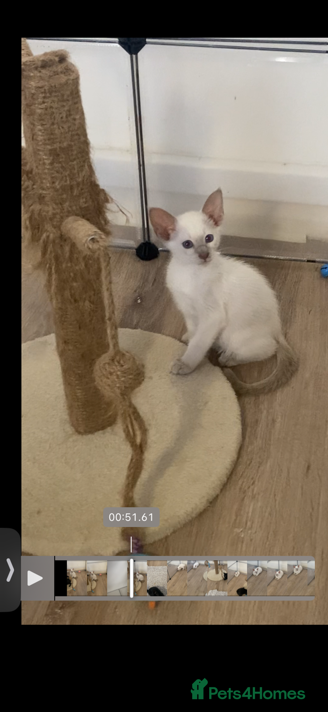 Siamese cats for sale:  Lilac point boy  - Image 11