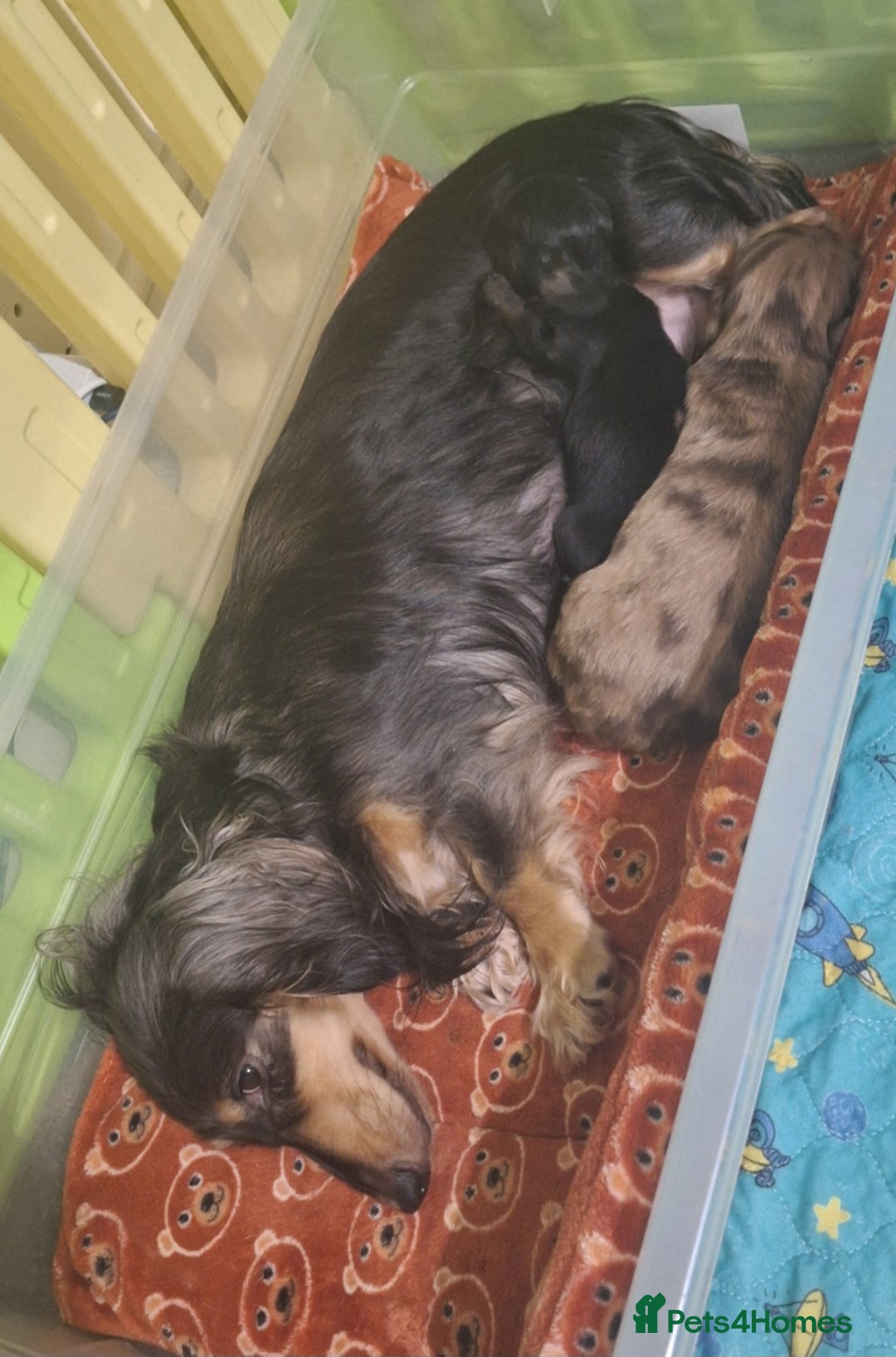 Miniature Dachshund dogs for sale: Adorable KC long coat boys available  - Advert 31