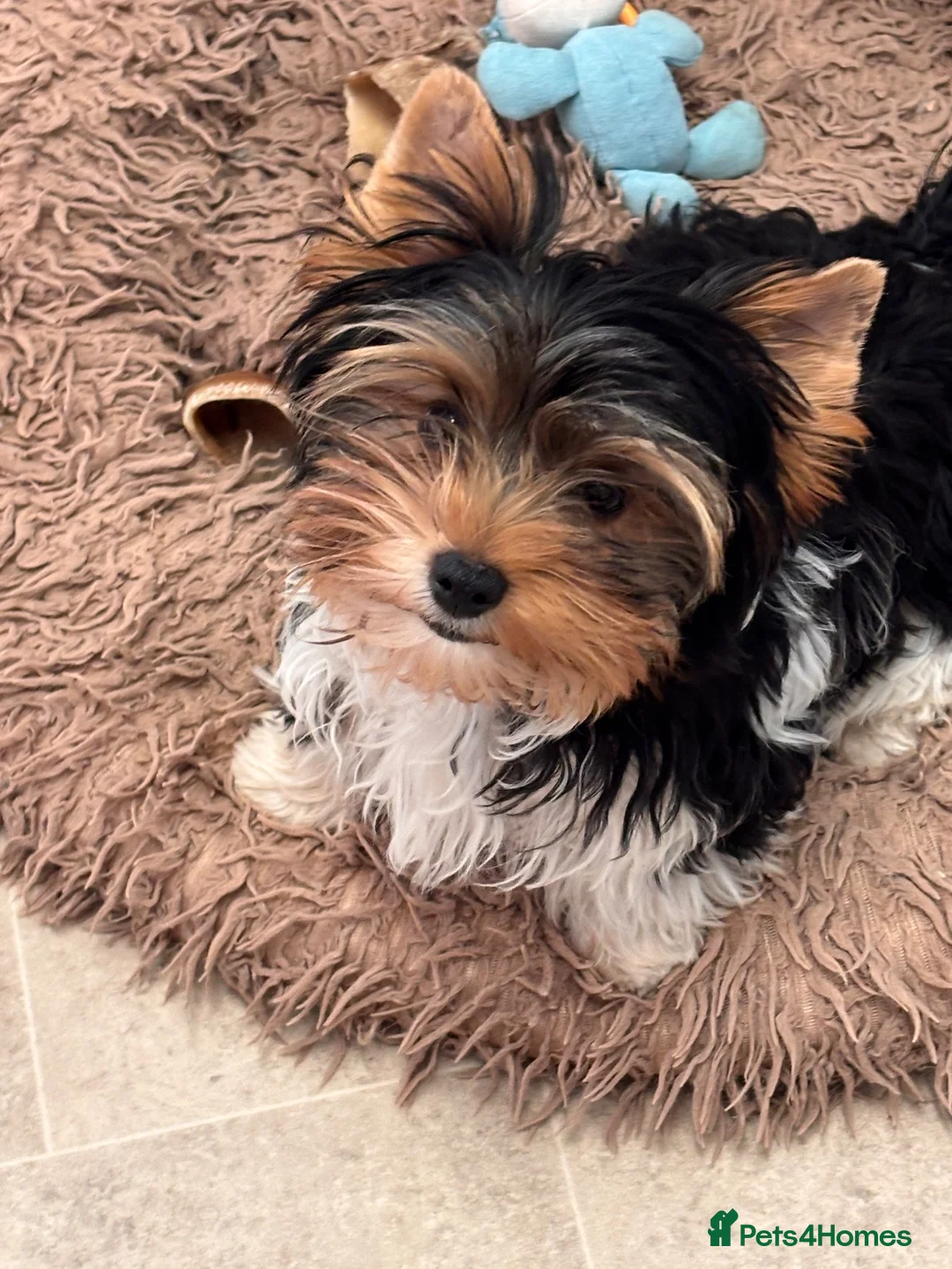 Biewer Terrier dogs for sale: Albus biewer boy - Advert 1