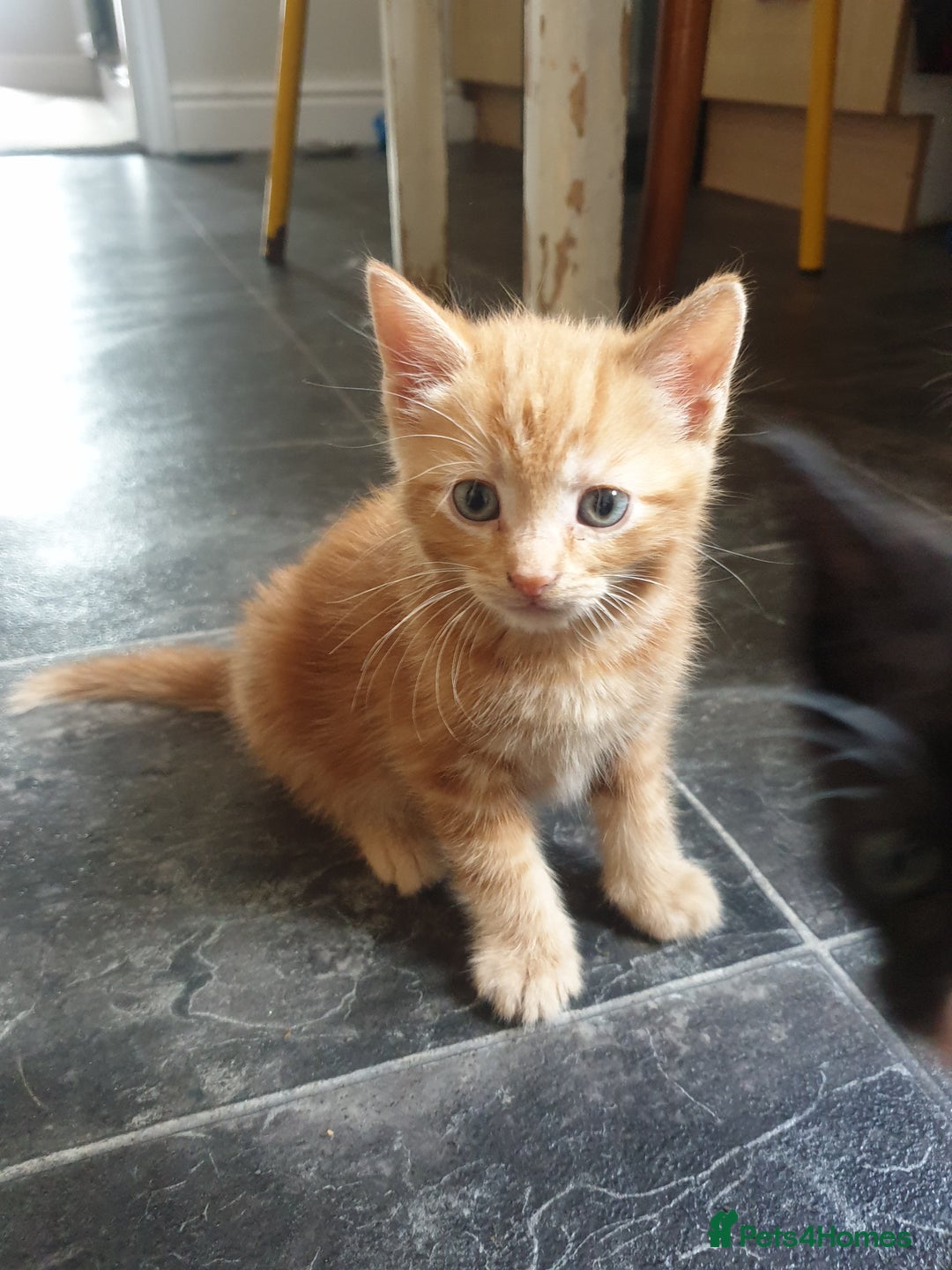 Mixed Breed cats for sale: Adorably beautiful kitten - Image 10