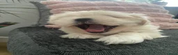 Shih Tzu dogs for sale: Cream Shih Tzu Boy For Sale - Advert 3