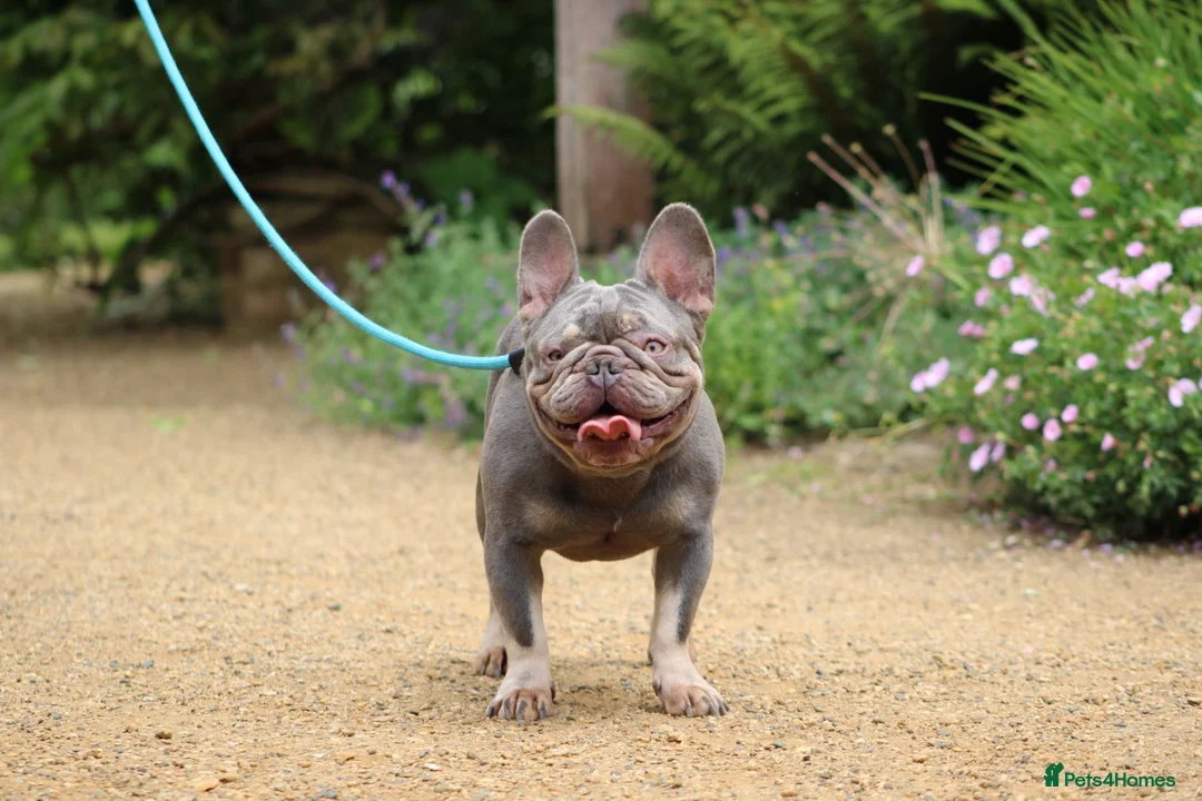French Bulldog dogs for stud: Lilac and tan French bulldog stud in Basildon - Advert 4