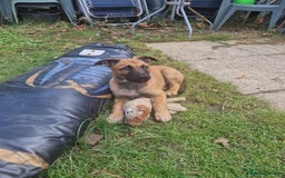 Belgian Shepherd Dog dogs for sale: Belgian malinois puppy - Image 5