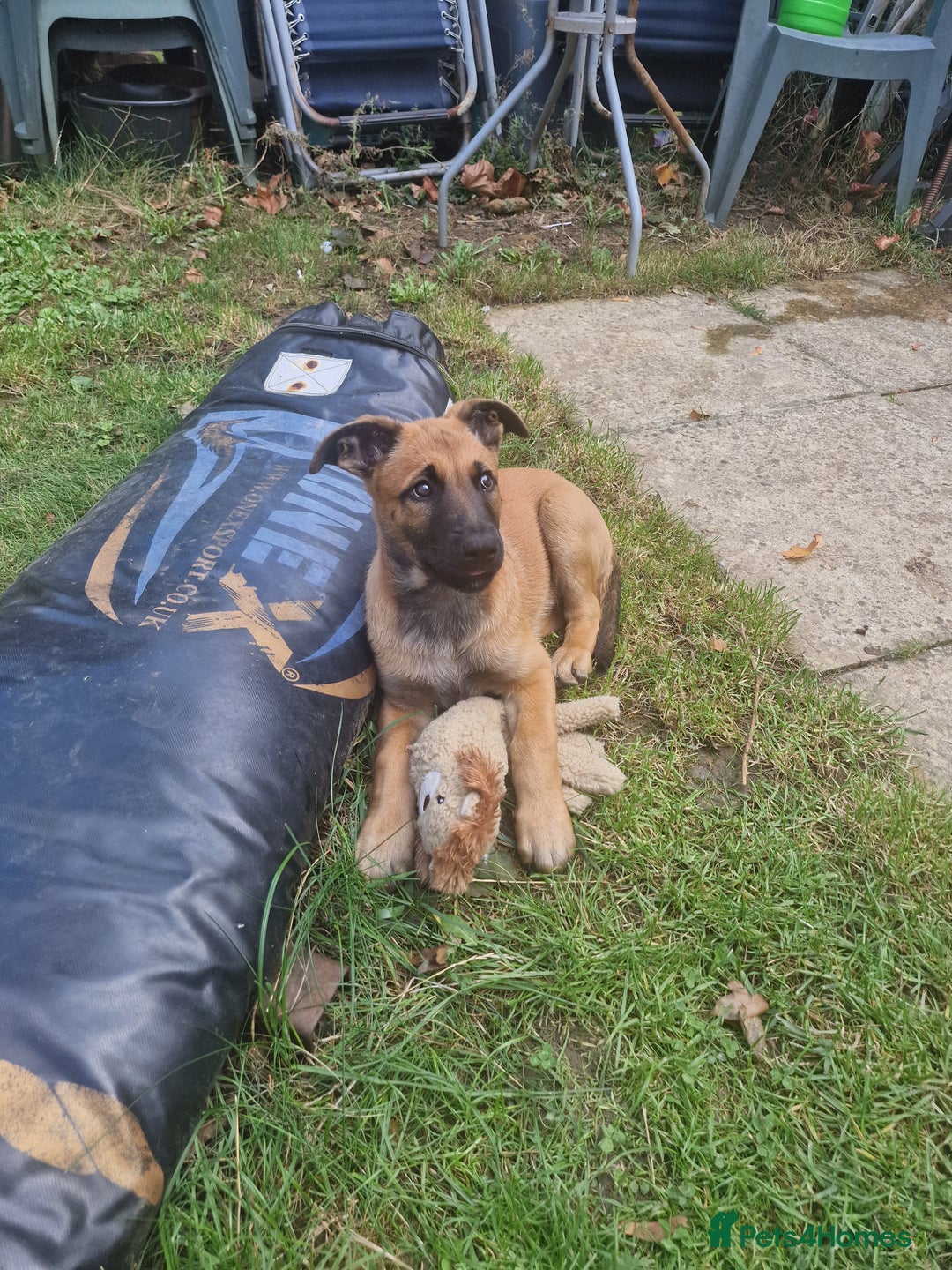 Belgian Shepherd Dog dogs for sale: Belgian malinois puppy - Image 5